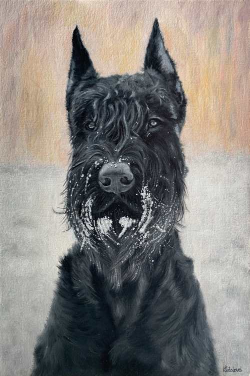 Urs, Giant schnauzer, 36x24 cm
