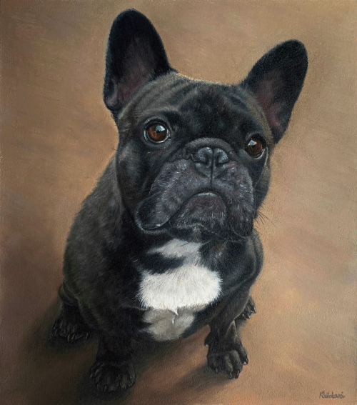 Bourbon, French bulldog, 33.5x29.5 cm