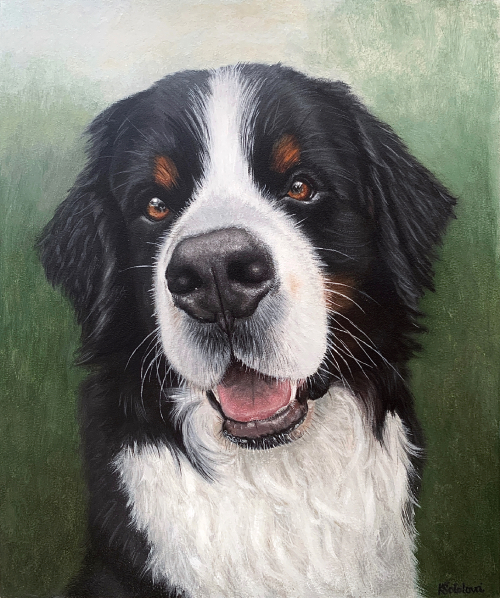 Lewis, Bernese mountain dog, 30x25 cm