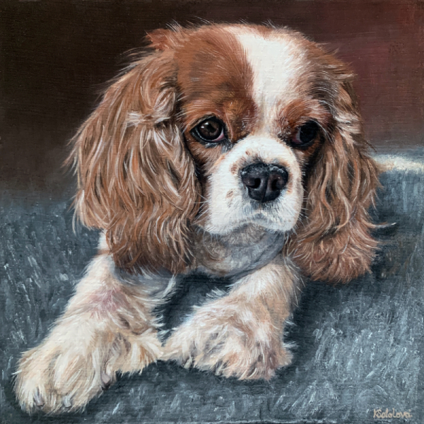 Kemi, Cavalier King Charles Spaniel, 25x25 cm