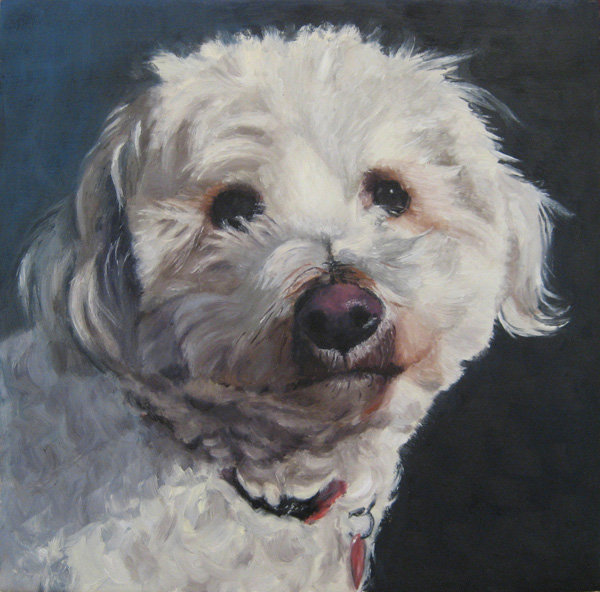 Cody, Bichon & Poodle mix, 20x20 cm