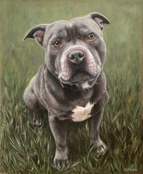 Artuš, Staffordshire bull terrier, 35x28 cm