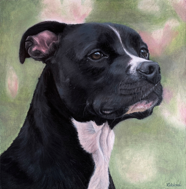 Carter, Pit bull rescue, 24x24 cm
