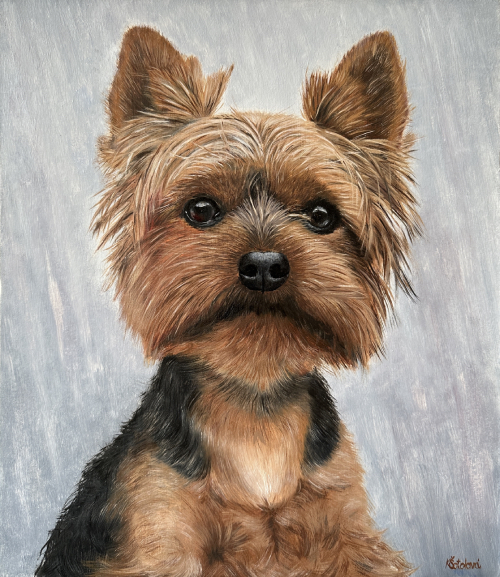 Dejvi, Yorkshire terrier, 30x25 cm