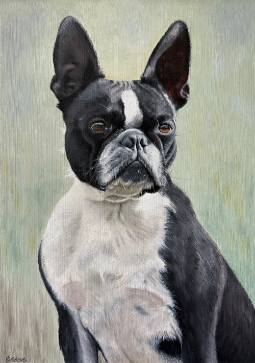 Annie, Boston terrier, 37x26 cm