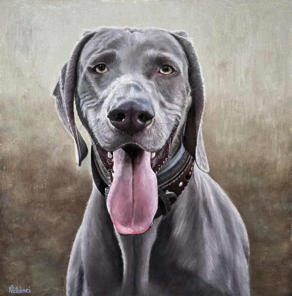 Charming Elliote od Potoka Kačáku, Weimaraner, 29x29 cm