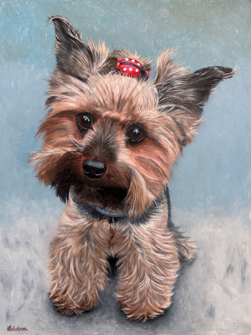Žofinka, Yorkshire terrier,  36x27 cm
