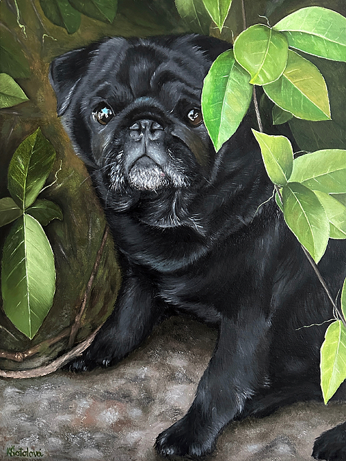 Draco, Pug, 30x24 cm