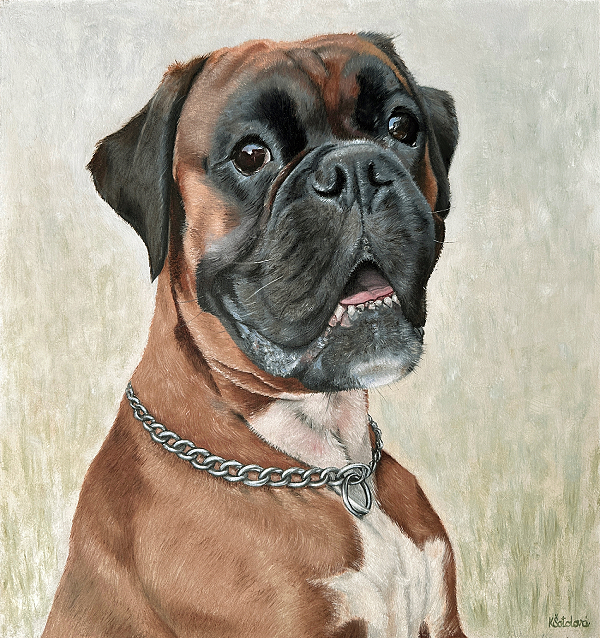 Ozzy, Boxer, 31x29 cm