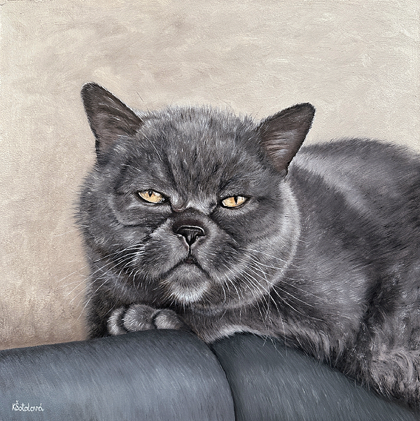 Matýsek, British blue cat, 30x30 cm