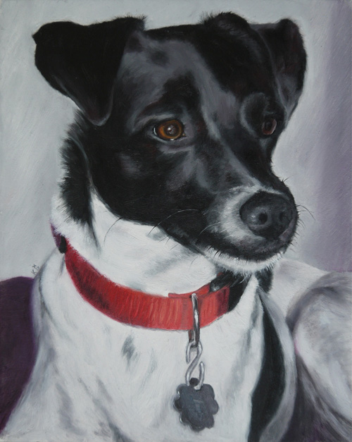 Sissy, Jack Russell & Rat terrier mix, 25x20 cm