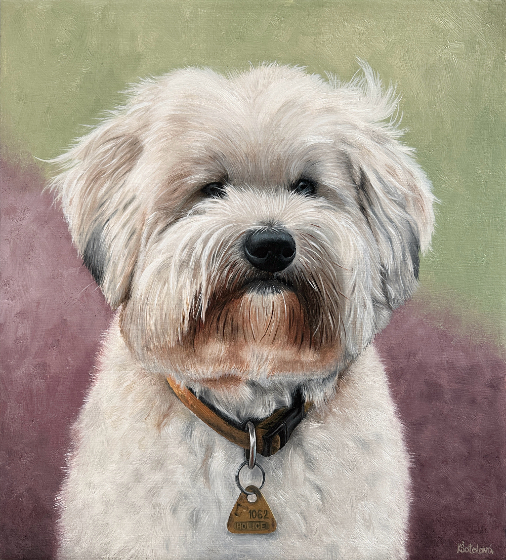 Berry, Coton de Tulear, 34x30 cm