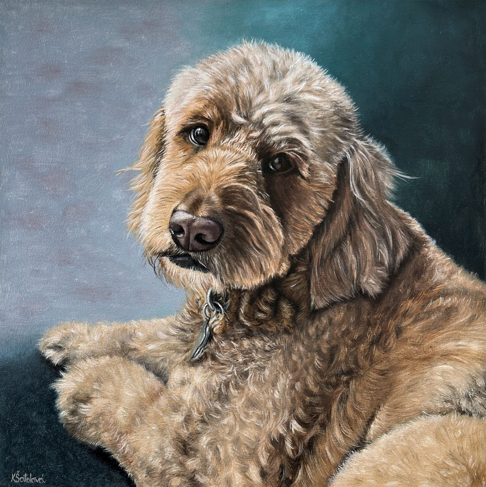 Rory, Goldendoodle, 30x30 cm