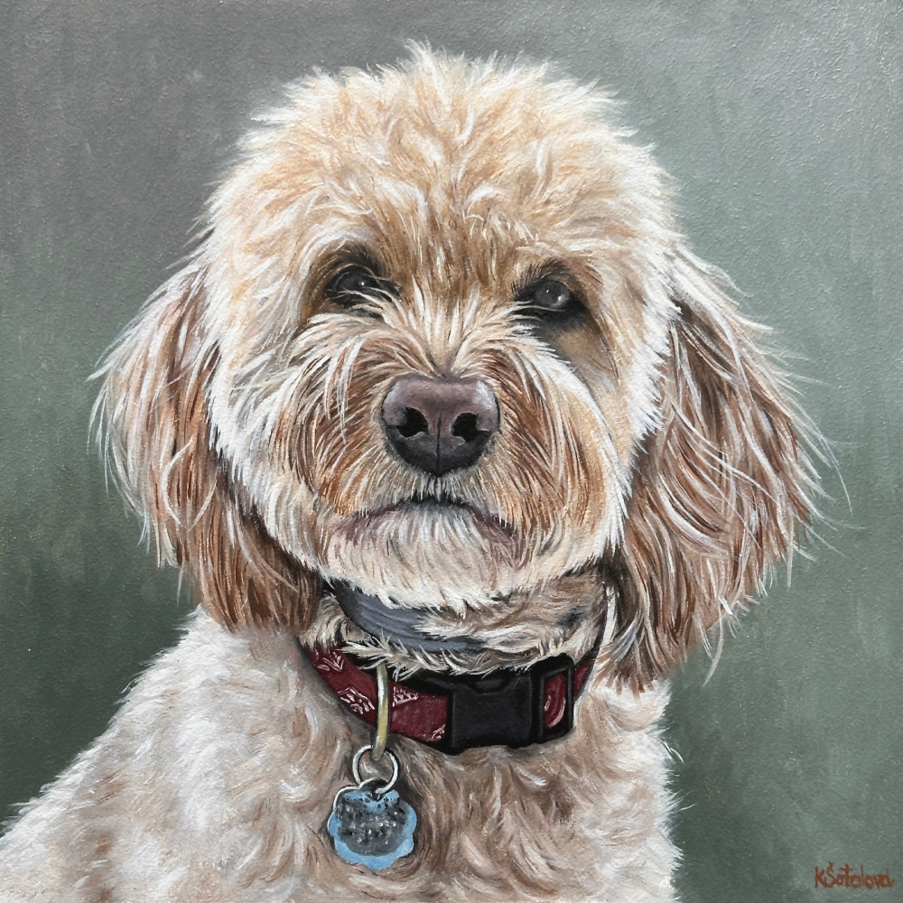Fergus, Goldendoodle, 24x24 cm