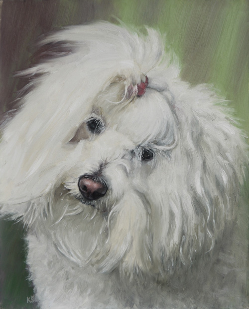 Daisy, Coton de Tulear, 25x20 cm