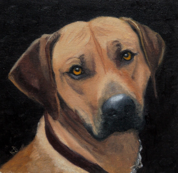 Thimba, Rhodesian ridgeback, 23x23 cm