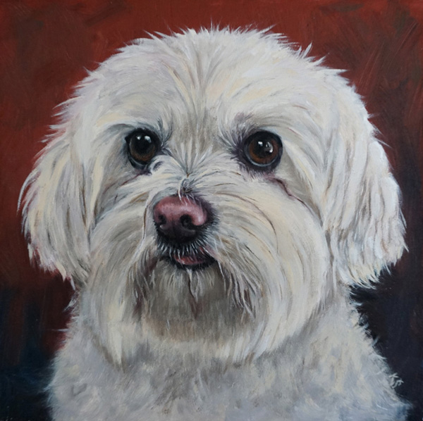 Graci, Coton de Tulear,  20x20 cm