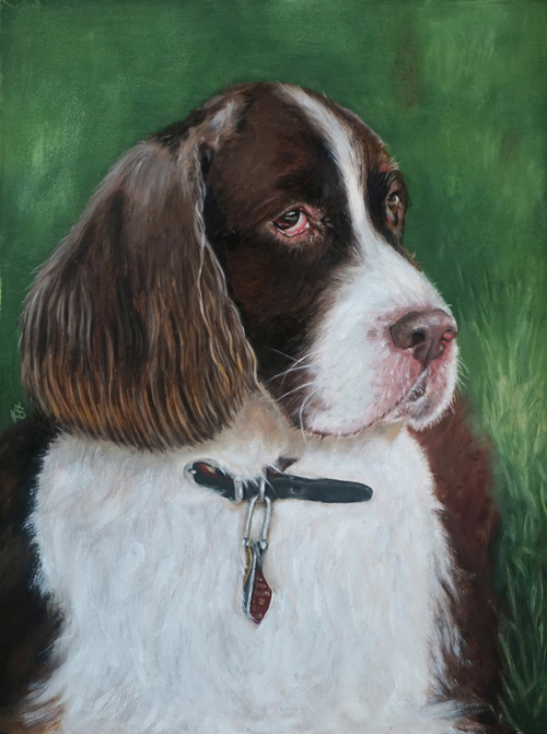 Scooter, English springer spaniel, 30x23 cm