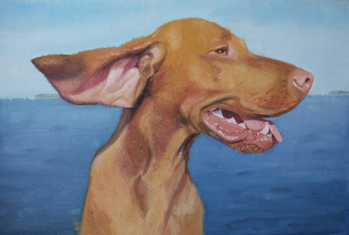 Brock, Vizsla, 20x30 cm