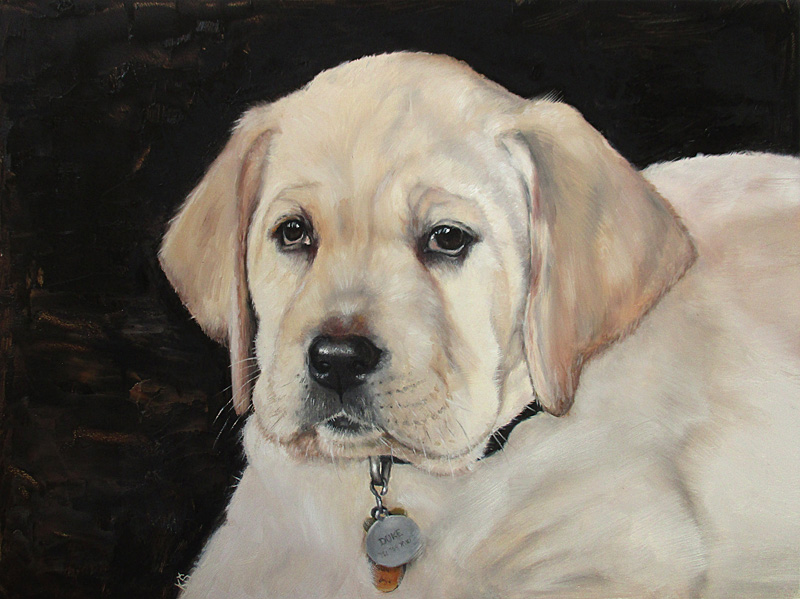 Duke, English yellow labrador, 23x30 cm