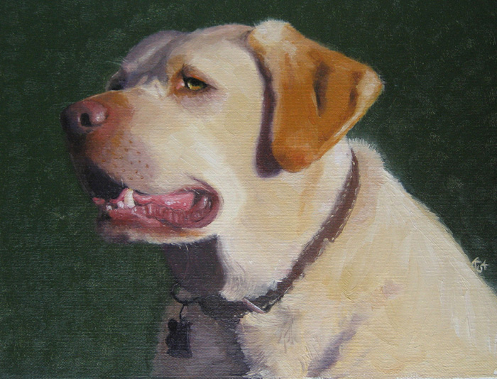 Robbie, Yellow labrador, 23x30 cm