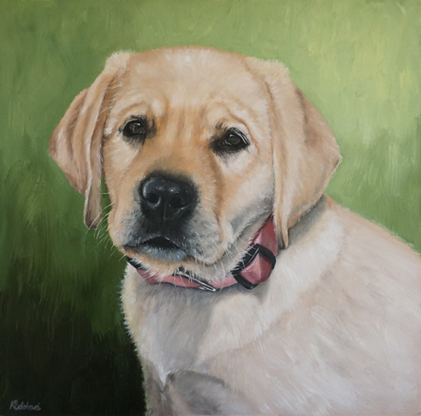 Martha, English yellow labrador, 25x25 cm