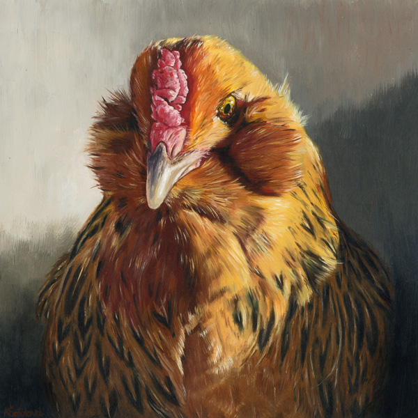 Two Chubby Cheeks, Ameraucana chicken, 20x20 cm