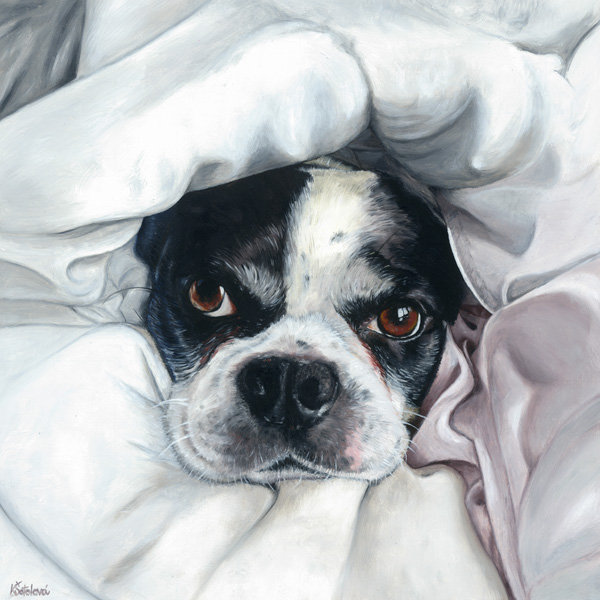 Marcel, Boston terrier, 25x25 cm