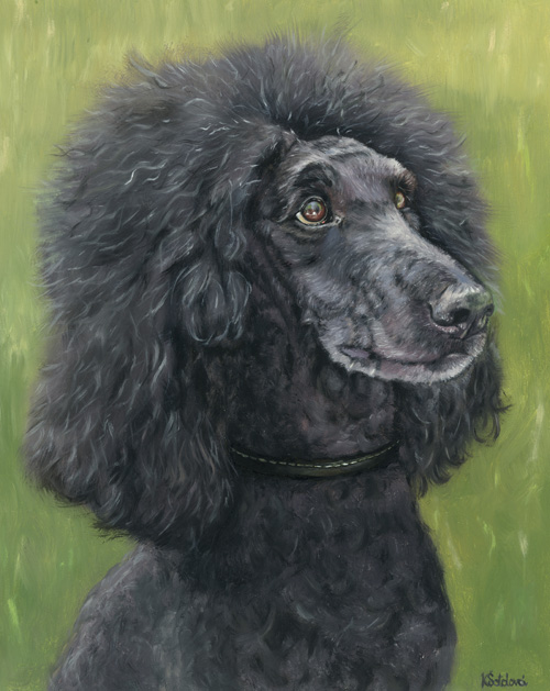 Bravo, Poodle, 25x20 cm