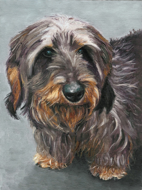 Brok, Wirehaired dachshund, 28x20 cm