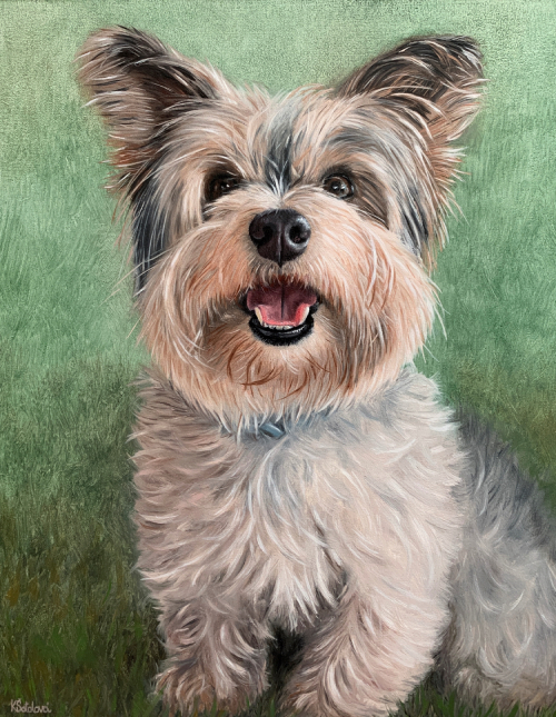 Elvis La Perla, Biewer yorkshire terrier, 33x26 cm