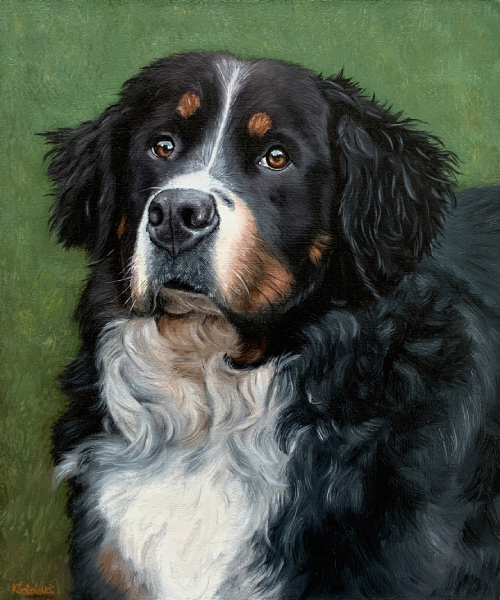 Sadie, Bernese mountain dog, 30x25 cm