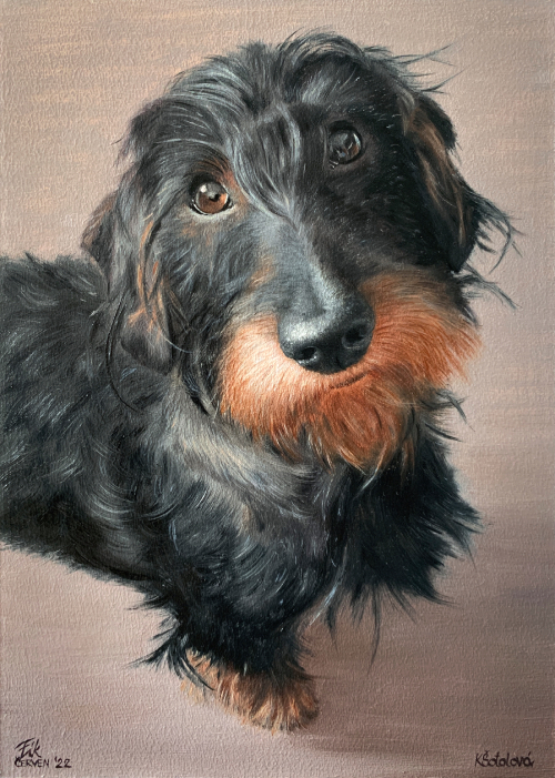 Fík, Wirehaired miniature Dachshund, 28x20 cm